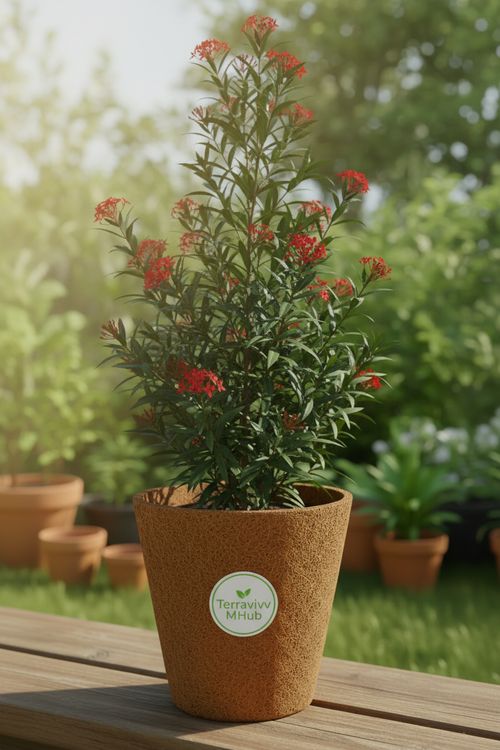 26cm Coir Pot with Tall Plant