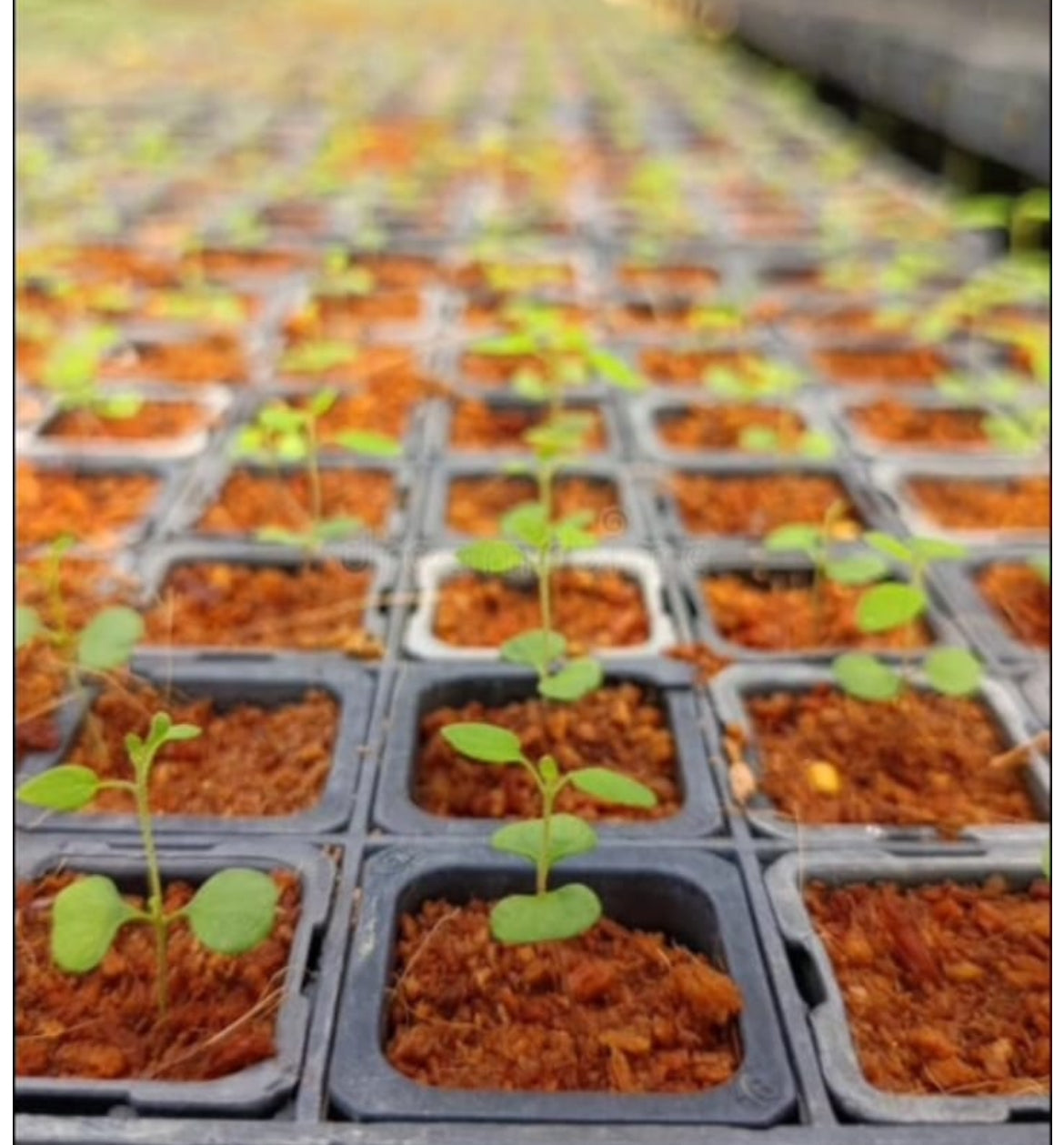 Terravivv Mhub Cocopeat