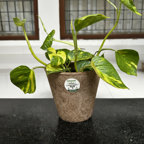 Coir Pot Square 2 Fixed